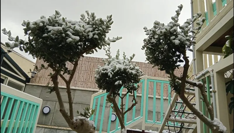 עצים מכוסים שלג במתחם
